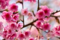 Цветы сакуры