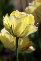 Желтый цветок