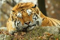 Спящий тигр