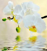 Белые цветы