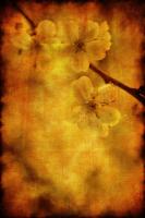 Ветка сакуры