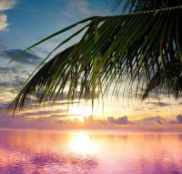 Пальма на фоне рассвета