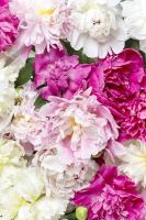 Ассорти пионов