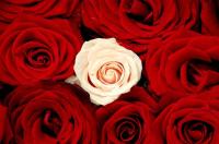 Белая роза среди красных