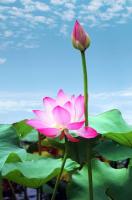 Розовый лотос