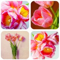 Коллаж тюльпанов