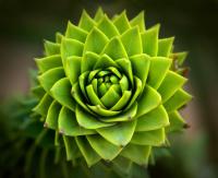 Зеленые листья