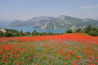 Полевые цветы и горы