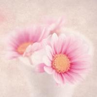 Розовые герберы