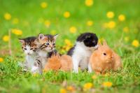 Котята и кролики