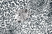 Леопард на сером фоне