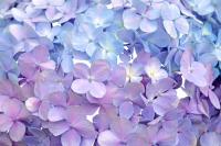 Цветы гортензии