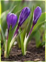 Крокусы