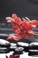 Цветы и камни