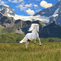 Белая лошадь