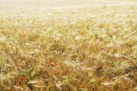 Полевые цветы