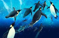 Стая пингвинов