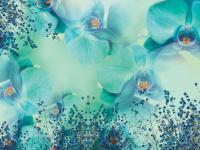 Голубые орхидеи