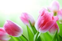 Букет тюльпанов