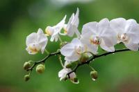 Белые орхидеи на зеленом фоне