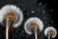 Одуванчики на черном фоне