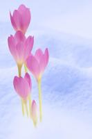 Подснежники в снегу