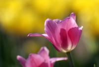 Розовые тюльпаны