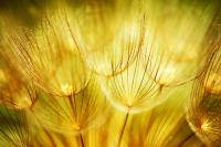 Стебелечки