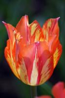 Пестрый тюльпан