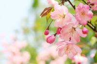 Цветы на зеленом фоне