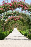 Цветущая аллея