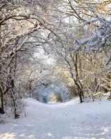 Заснеженные деревья