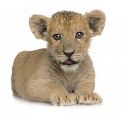 Фото Rasch Kids' Club 2014 892451