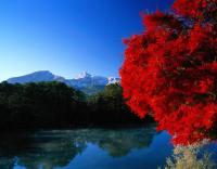 Красное дерево