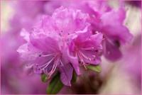 Цветущая ветвь