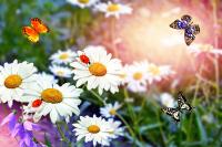 Ромашки и бабочки