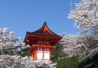 Сакура на фоне пагоды в Японии