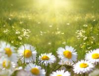 Ромашки