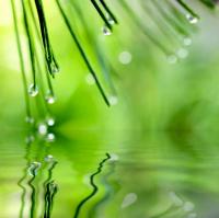 Ветви над водой