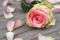 Роза на деревянном столе