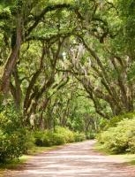 Деревья возле дороги