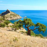 Дерево на склоне