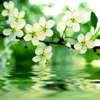 Отражение цветущей ветви