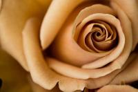 Коричневая роза