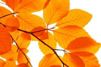 Пожелтевшие листочки