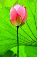 Бутон кувшинки