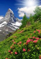 Цветы на склонах гор