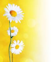 Ромашки на желтом фоне