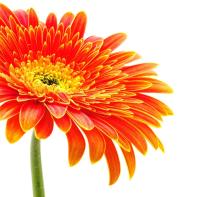 Оранжевая гербера