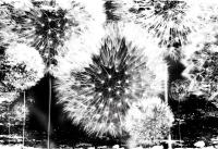 Винтажное фото одуванчика